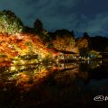 ライトアップ 東山動植物園 奥池 もみじ狩り2017