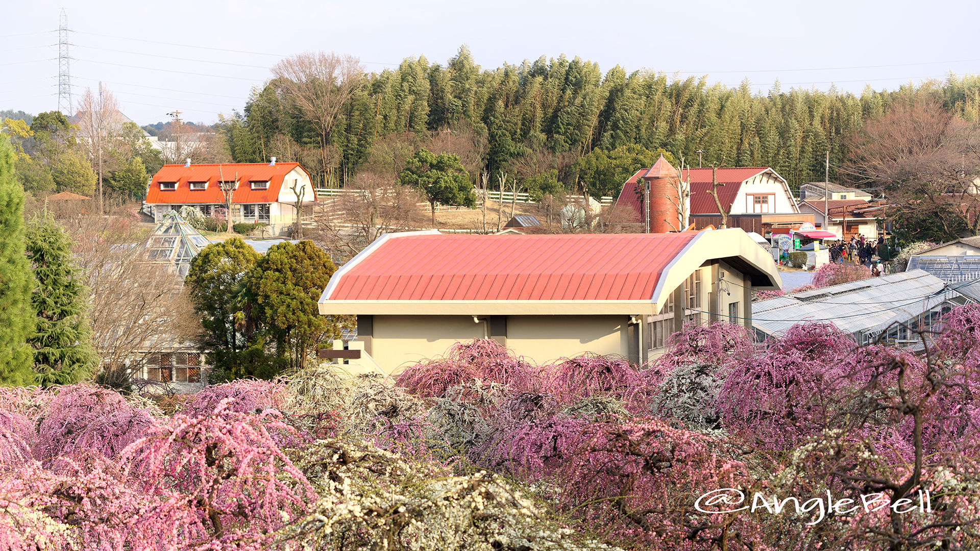 名古屋市農業センター 芝生広場から見た しだれ梅園