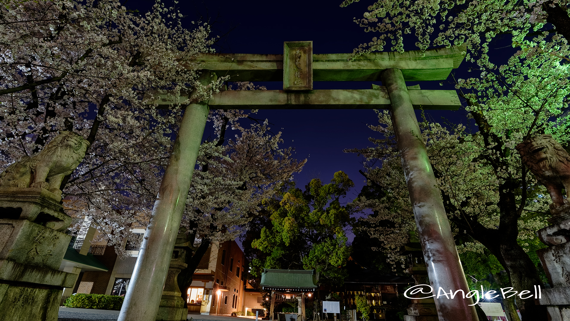 夜桜 名古屋総鎮守 若宮八幡社 March 2018