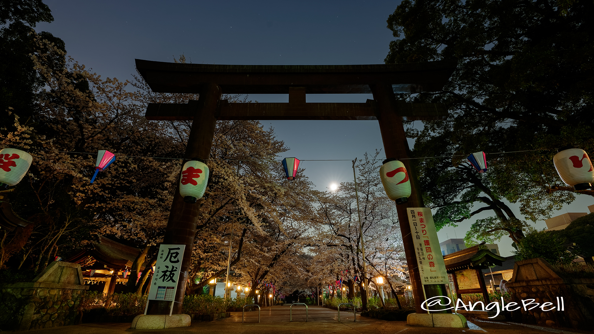 愛知縣護國神社 鳥居と桜まつり March 2018