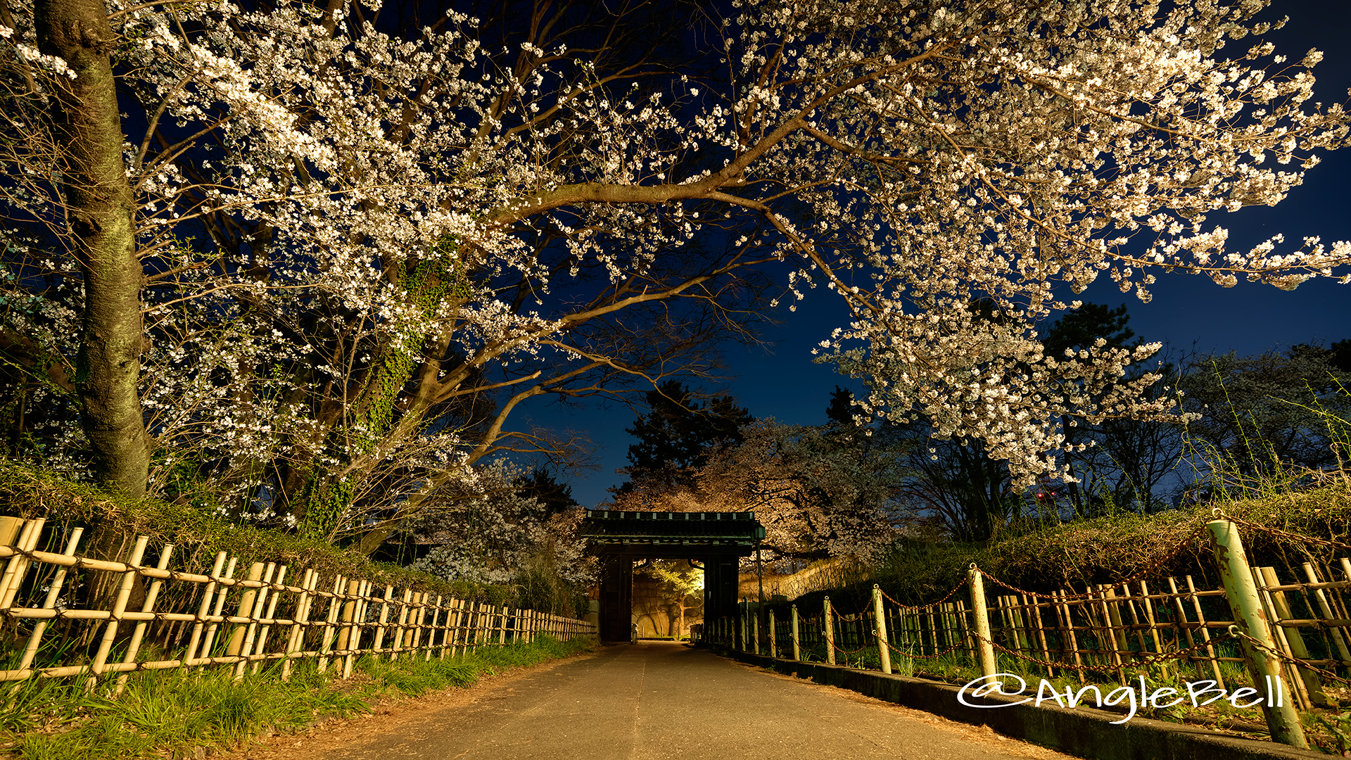 夜景 名古屋城 二之丸大手二之門 桜 March 2018