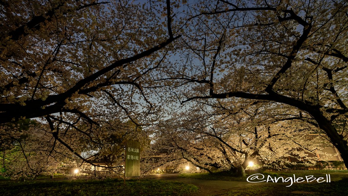 夜桜 名城公園 彫刻の庭  March 2018