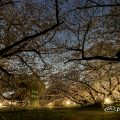 夜桜 名城公園 彫刻の庭 March 2018