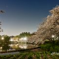 夜景 名城公園北園 おふけ池から見る桜の風景 March 2018
