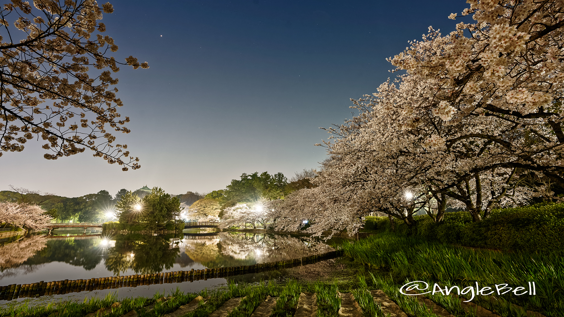 夜景 名城公園北園 おふけ池から見る桜の風景 March 2018