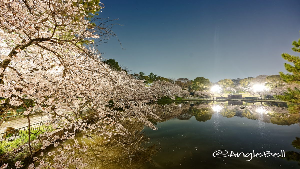 夜景 御深井西橋から見る御深井池(おふけ池)  March 2018