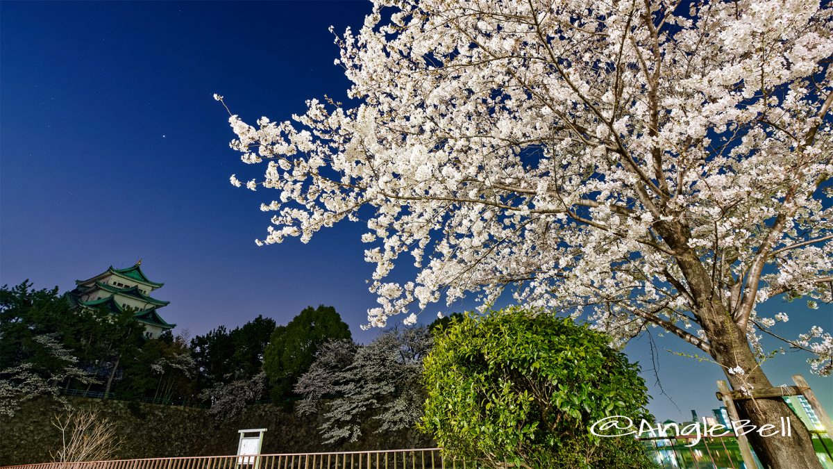 夜景 名城公園北園 藤の回廊広場から見る 桜と名古屋城 March 2018