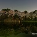 夜景 名古屋城 城西 外堀の石垣 桜と水景 March 2018