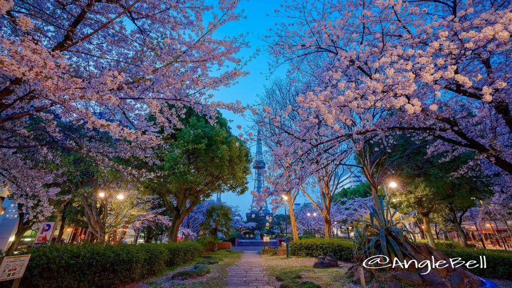 夜明け前 久屋大通公園 いこいの広場 桜