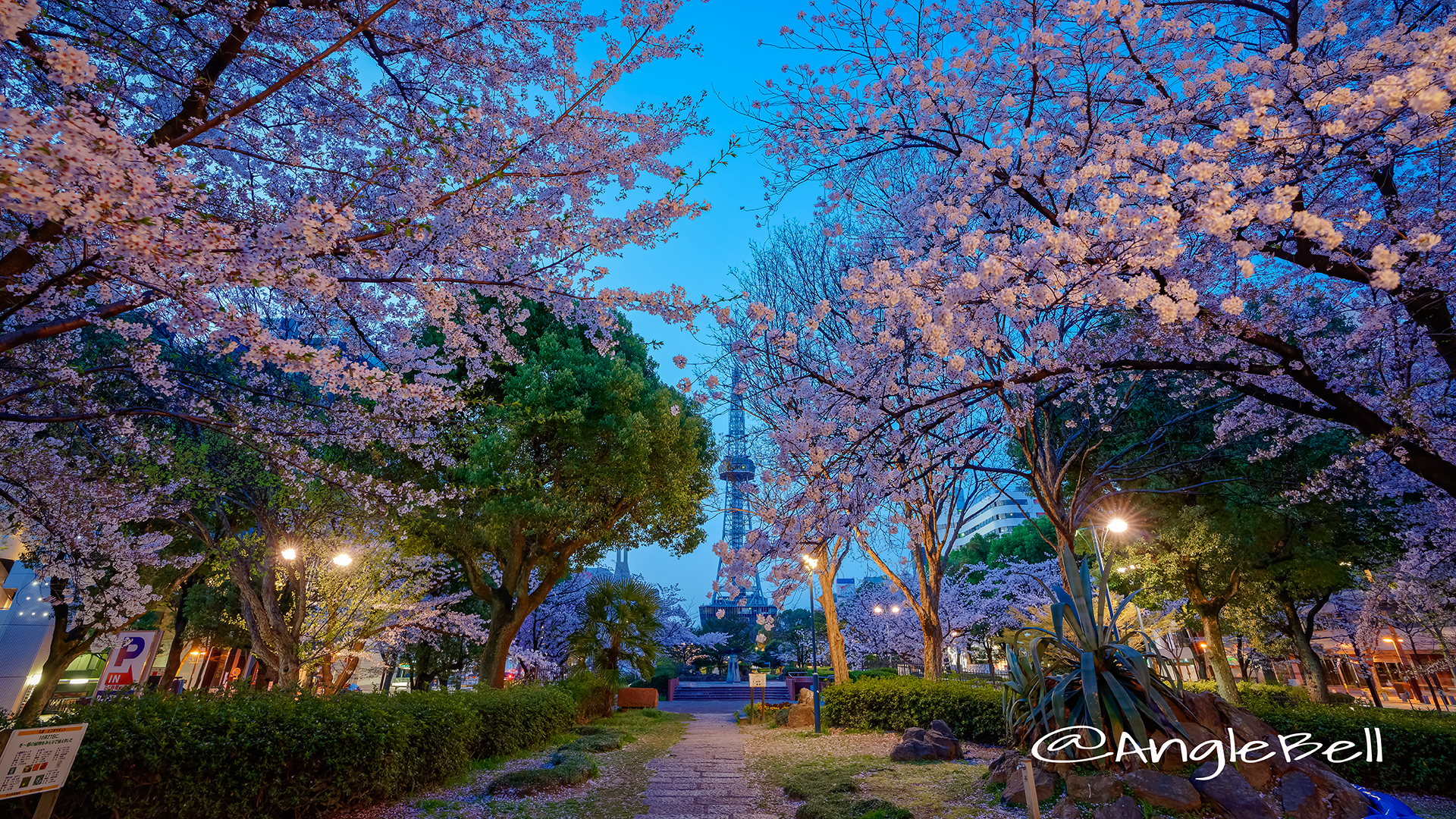 夜明け前 久屋大通公園 いこいの広場 桜