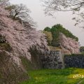 早朝 名古屋城 二の丸東外堀の桜と菜の花 March 2018