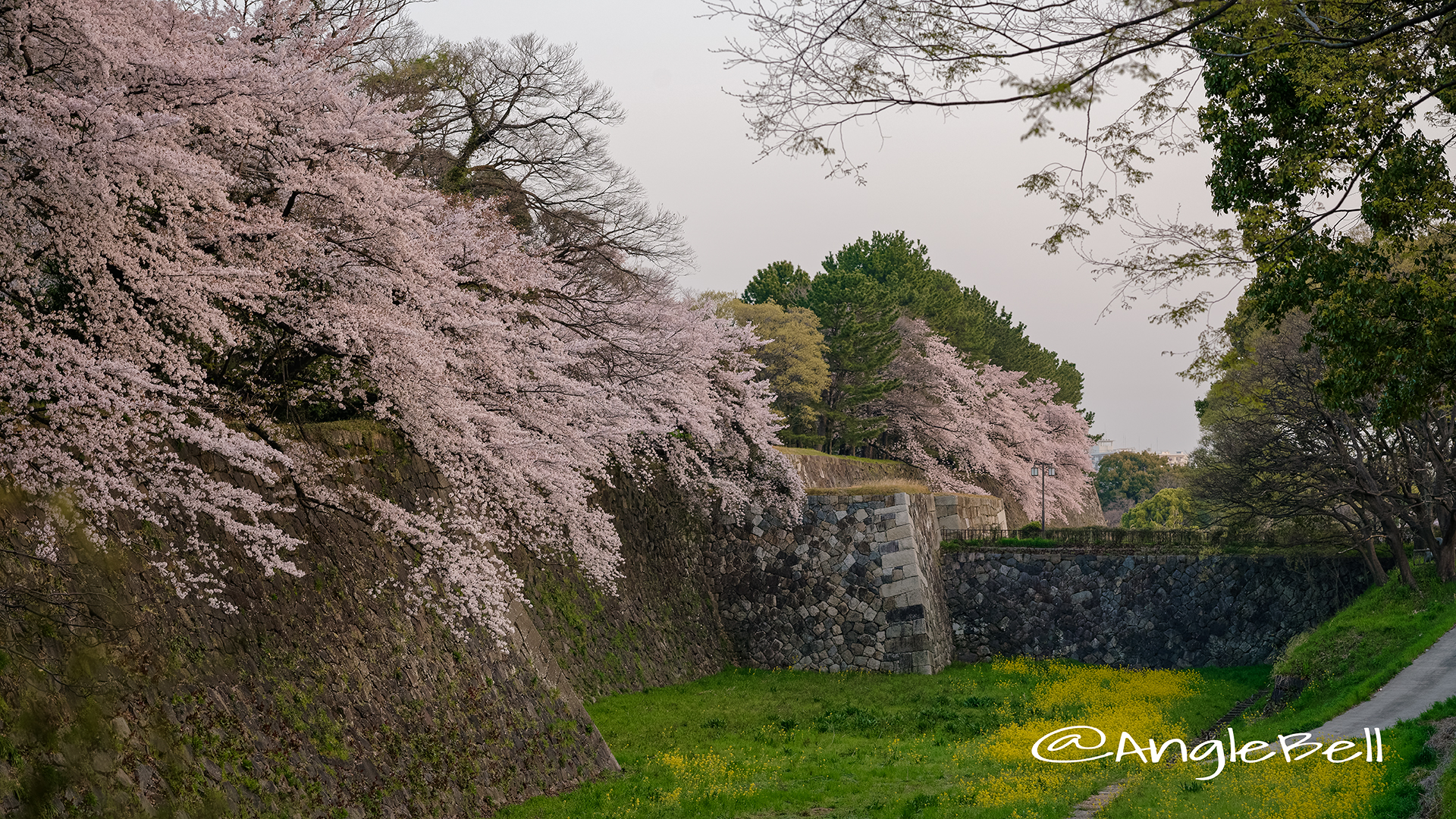 早朝 名古屋城 二の丸東 外堀の桜と菜の花 March 2018