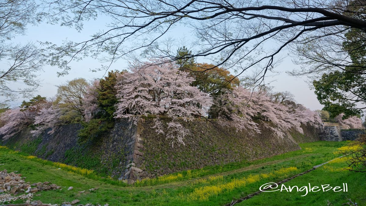 早朝 名城街園から見る 名古屋城 二の丸東外堀の桜と菜の花