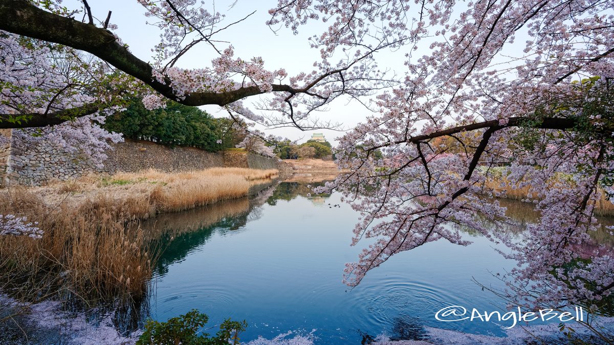 早朝 御深井堀から見る桜と名古屋城  March 2018