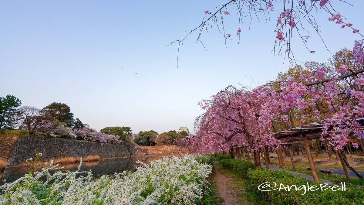 名城公園(北園) 藤の回廊の枝垂れ桜と雪柳 March 2018