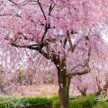 名城公園(北園) 藤の回廊の枝垂れ桜 March 2018