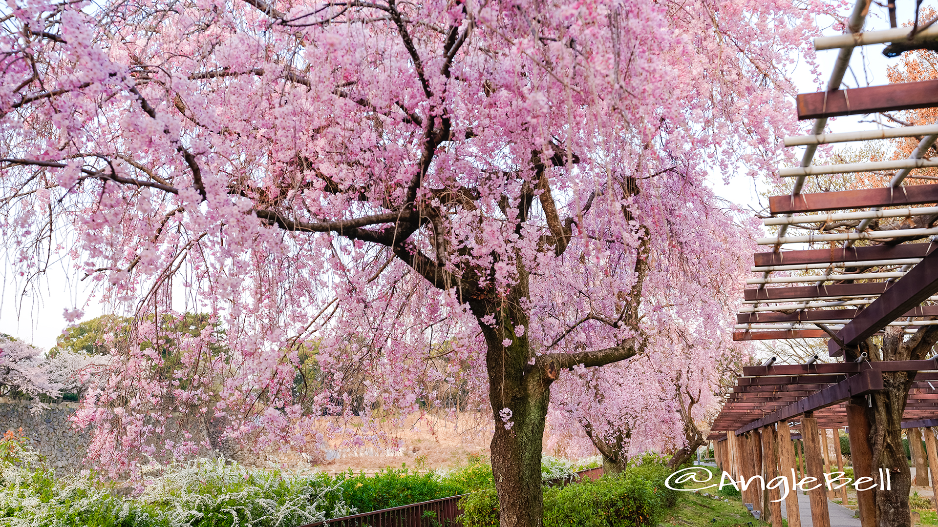 名城公園(北園) 藤の回廊の枝垂れ桜 March 2018