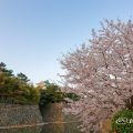 名城公園 外堀の桜と名古屋城 March 2018
