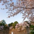 名城公園北園 藤の回廊広場から見る 桜と名古屋城 March 2018