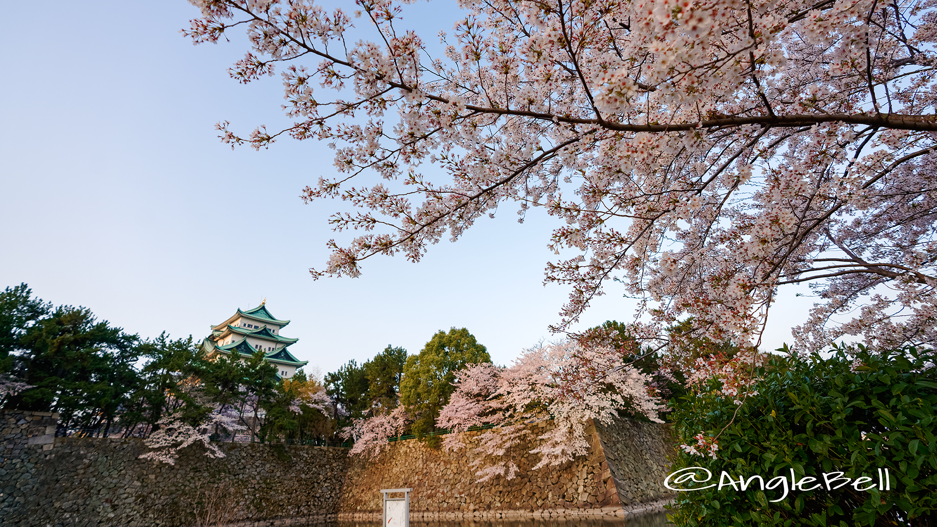 名城公園北園 藤の回廊広場から見る 桜と名古屋城 March 2018