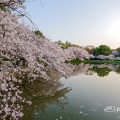 早朝 御深井西橋から見る御深井池(おふけ池) March 2018