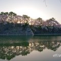 早朝 名古屋城 城西 外堀の石垣 桜と水景 March 2018