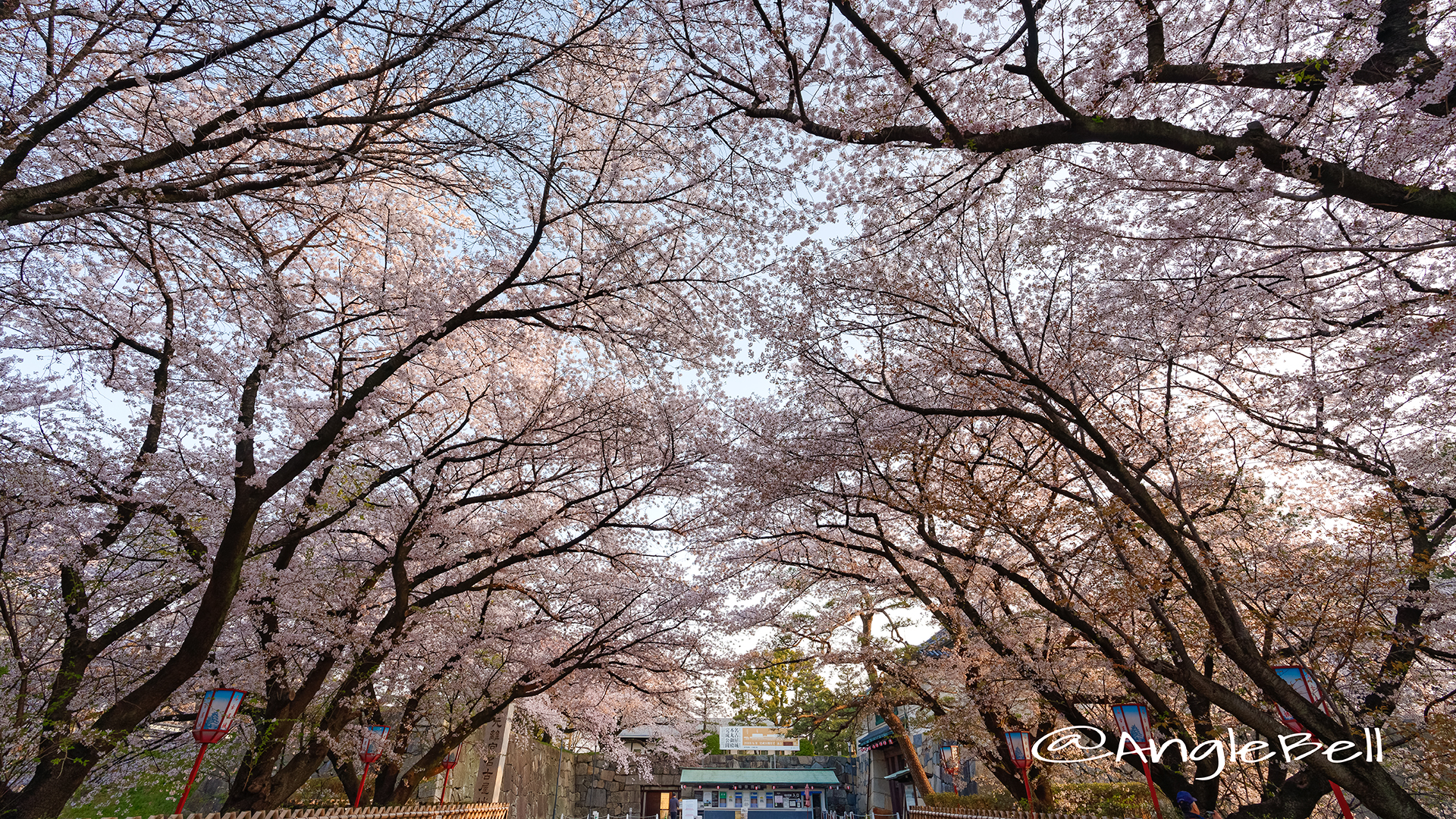 早朝 名古屋城 正門前の桜 March 2018