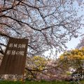 早朝 名城公園 彫刻の庭 March 2018