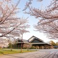早朝 名古屋能楽堂と桜風景 March 2018