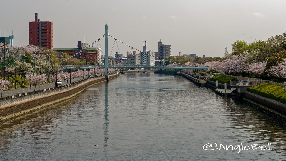 熱田区 旗屋橋から見た堀川沿いの桜と熱田記念橋 April 2018