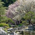 白鳥庭園 分流の景(木曽三川) とシダレザクラ April 2018