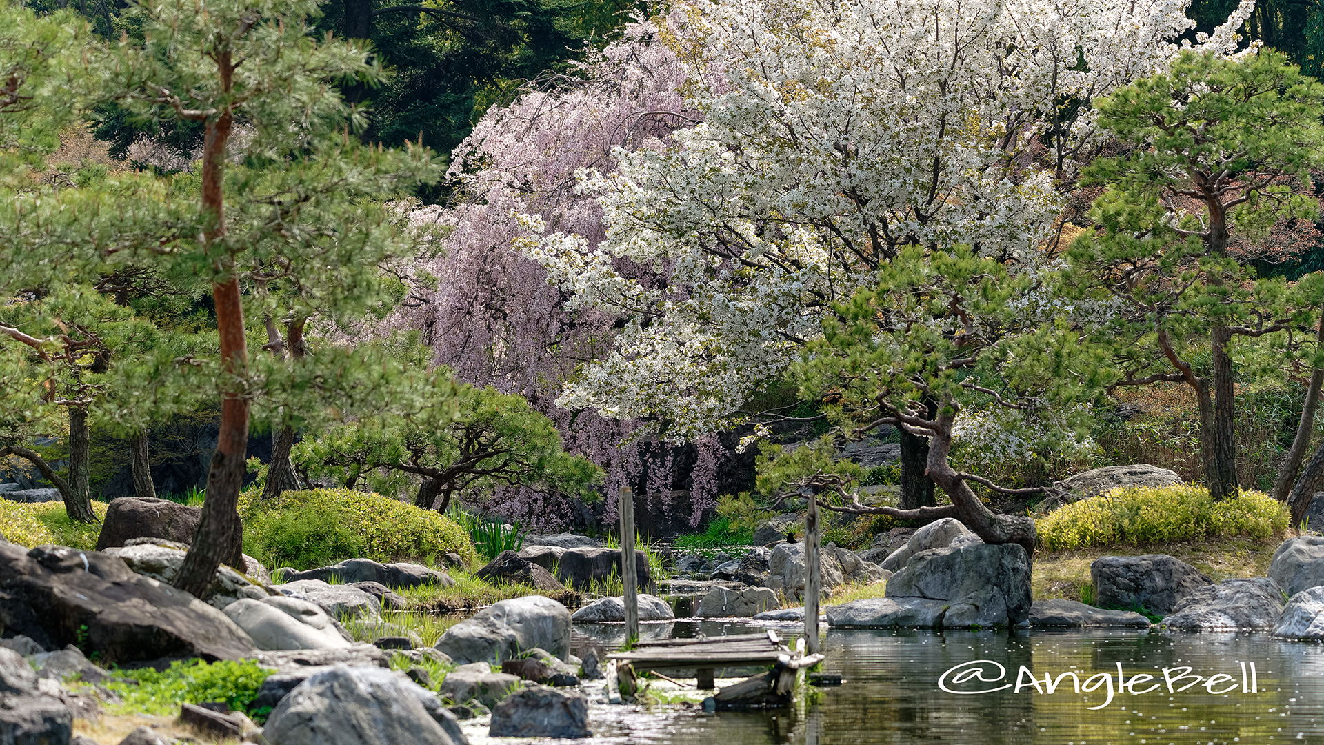 白鳥庭園 分流の景(木曽三川) とシダレザクラ April 2018