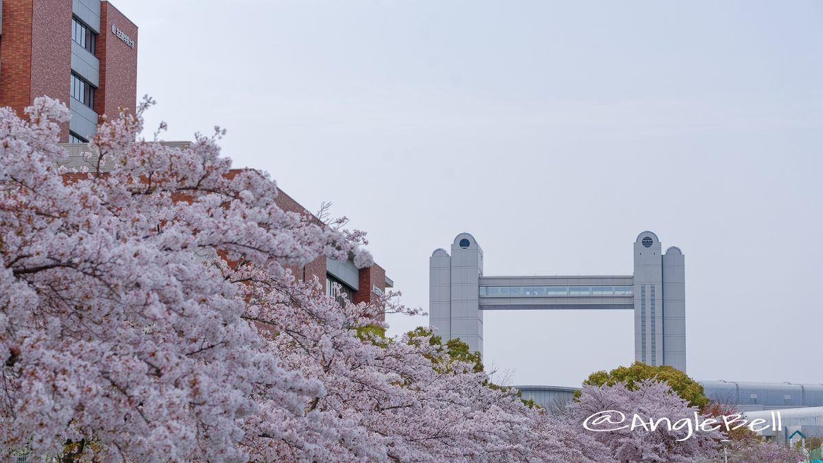 白鳥公園 桜と名古屋国際会議場 April 2018