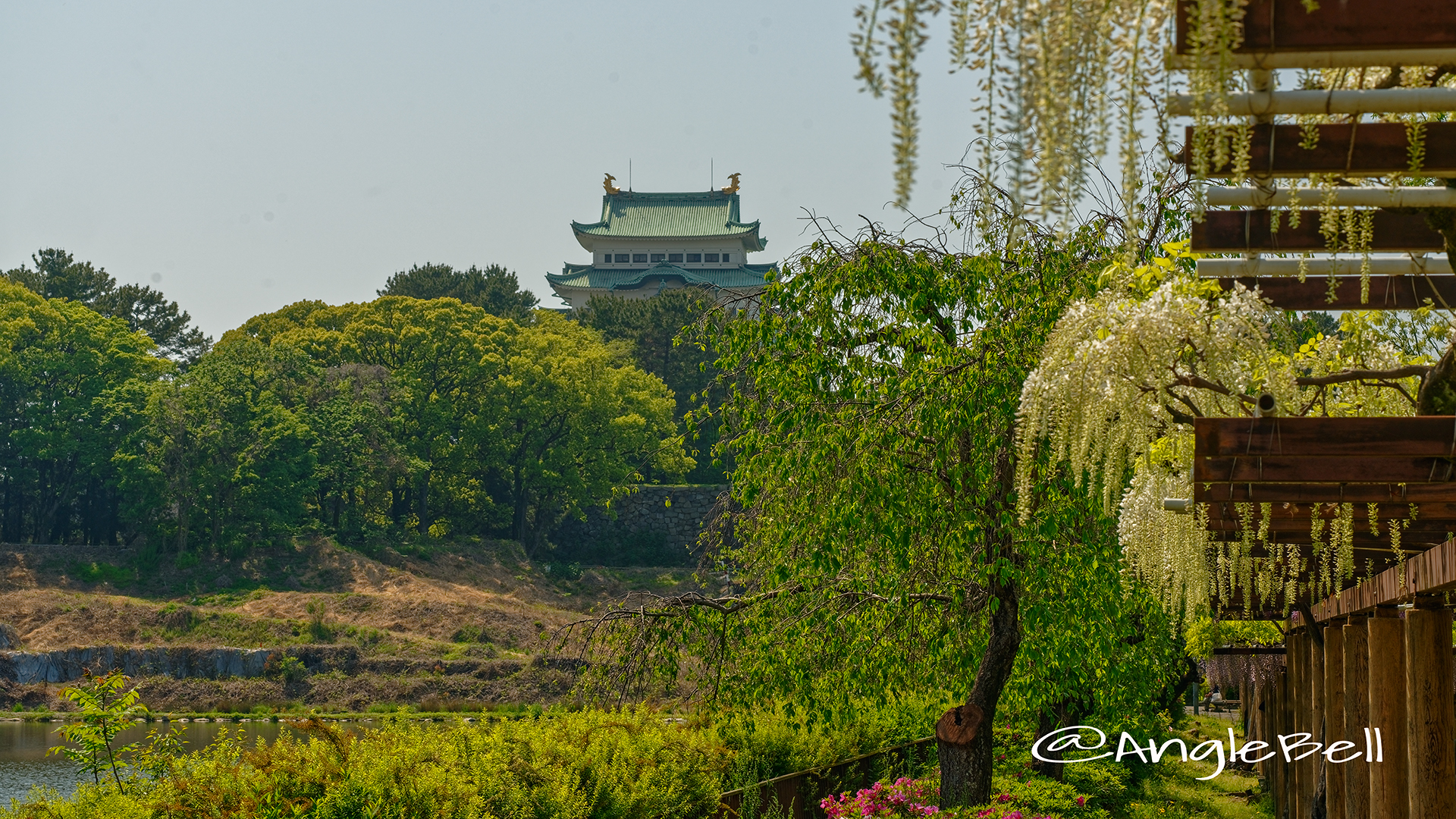 名古屋城と藤の回廊 名城公園 April 2018