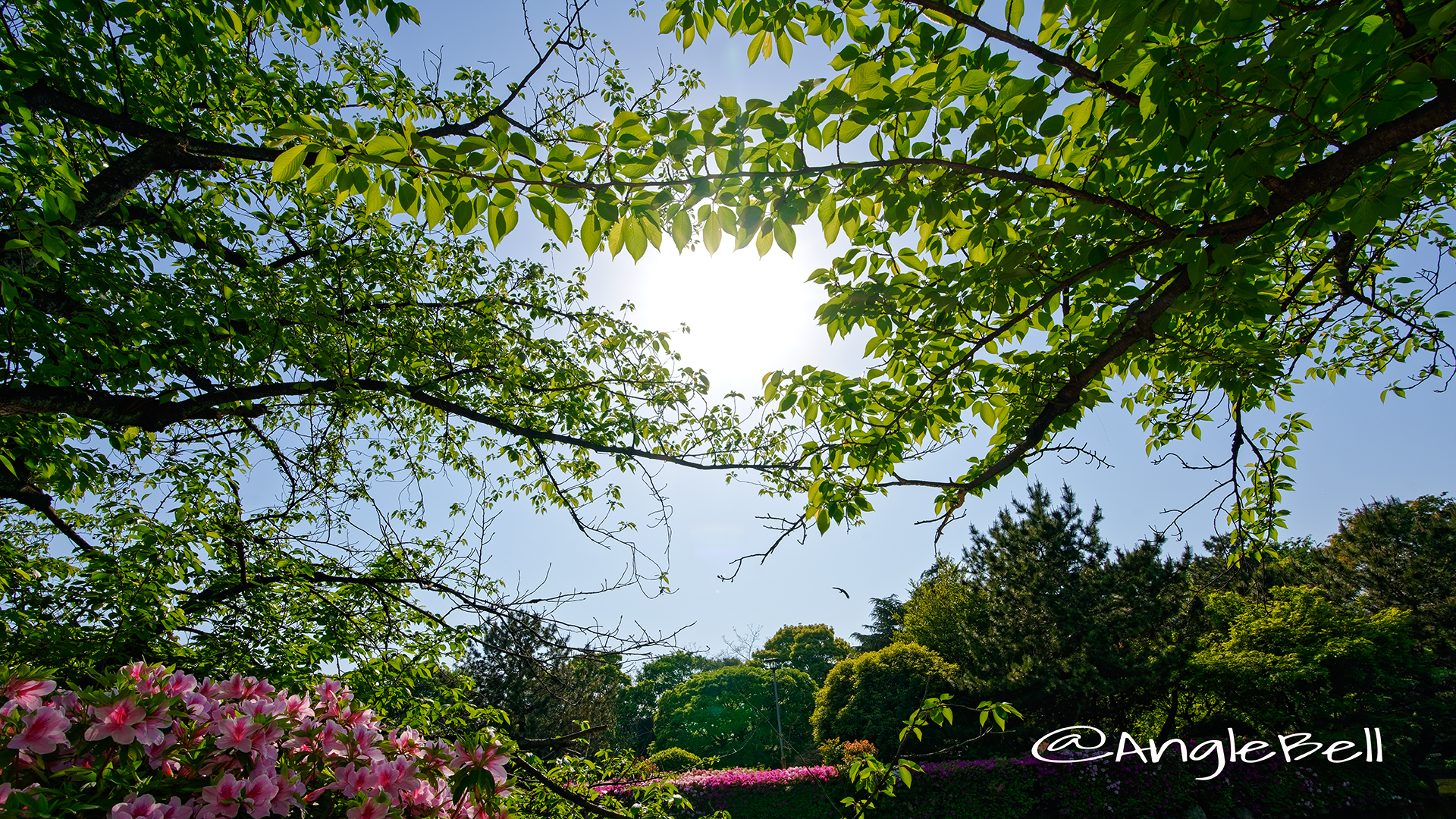 新緑の候 名城公園 おふけ池 2018