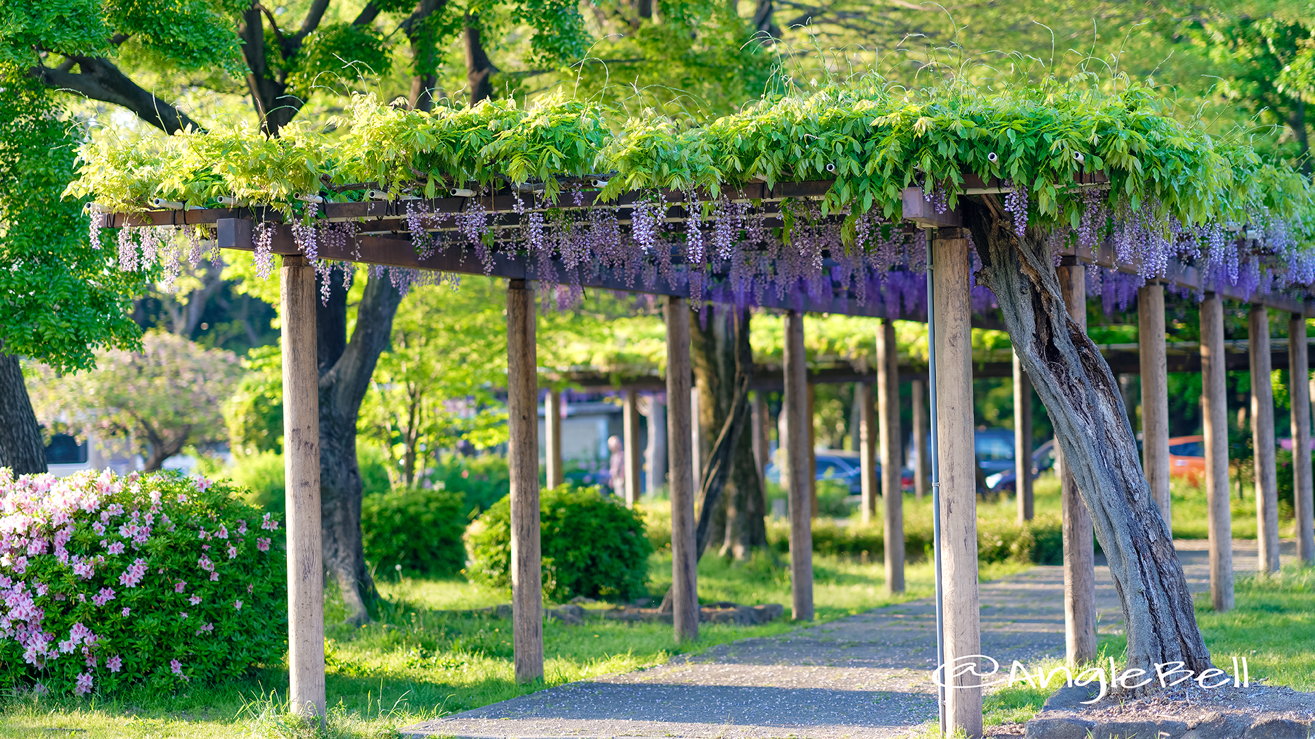 名城公園 藤の回廊広場 April 2018