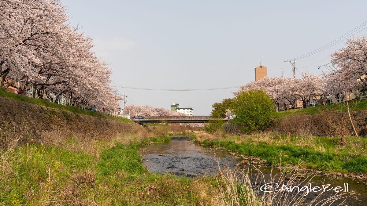 香流川緑道の桜並木（神の木人道橋） 河畔