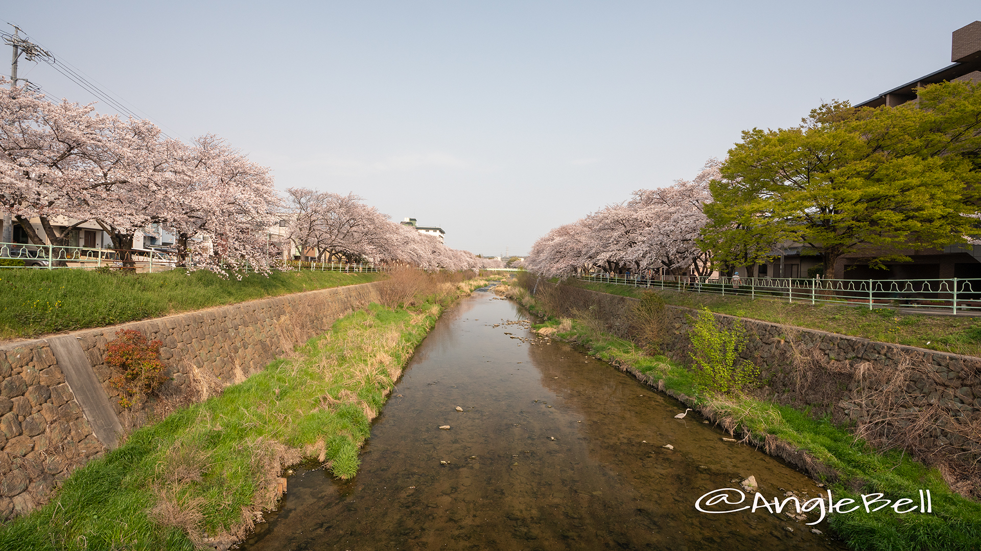 香流川緑道の桜並木（中島橋）