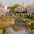 香月人道橋 桜並木と鯉のぼり