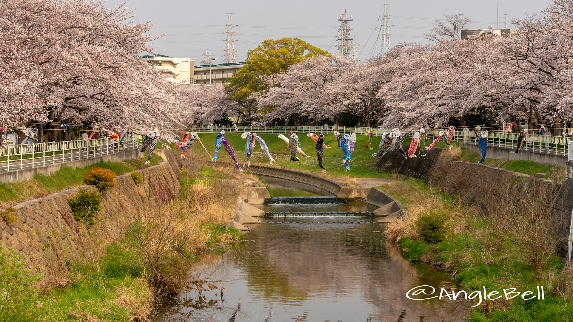 香月人道橋 桜並木と鯉のぼり