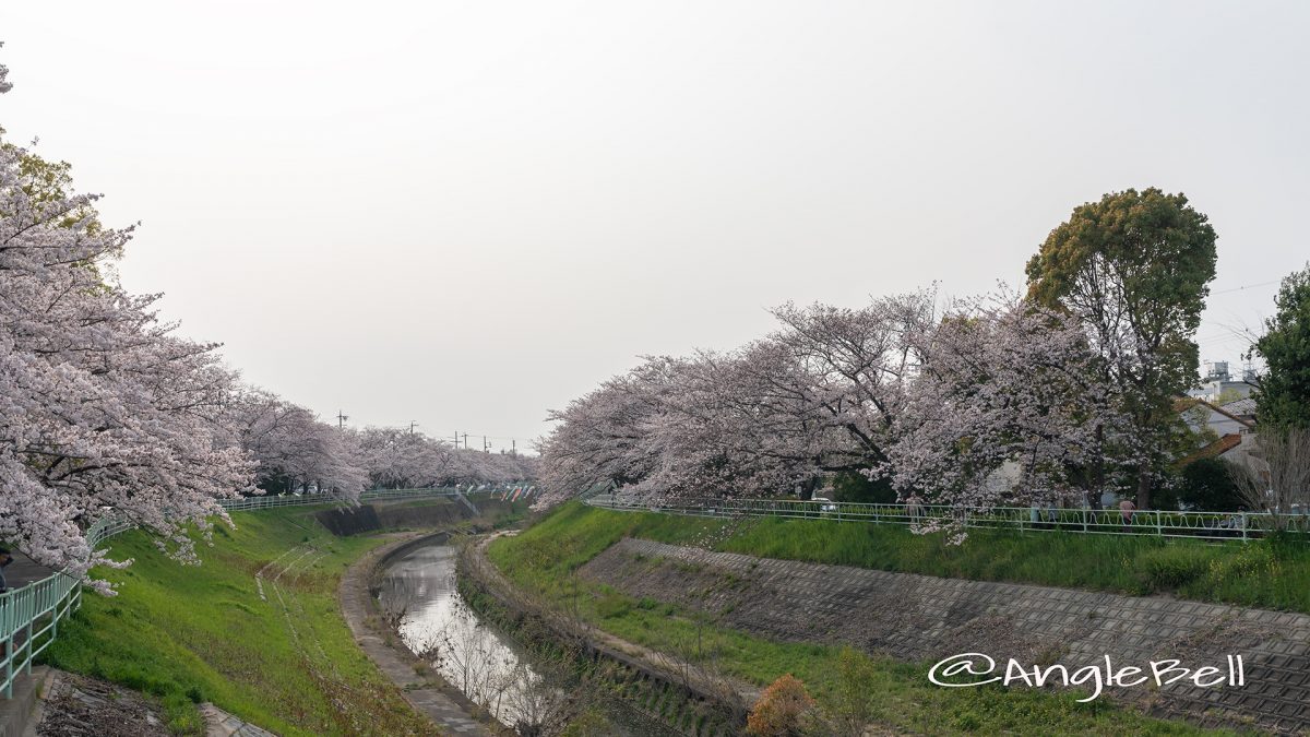 香流川（引山橋）桜並木
