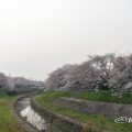 香流川（引山橋）桜並木