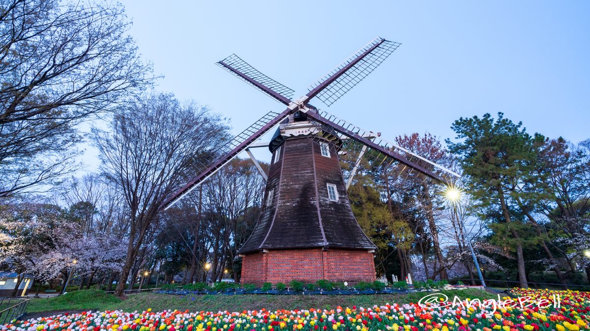 早朝 名城公園 チューリップと桜 オランダ風車2019