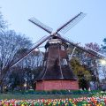 早朝 名城公園 チューリップと桜 オランダ風車2019