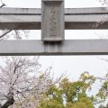 若宮八幡社 鳥居と桜 April 2019