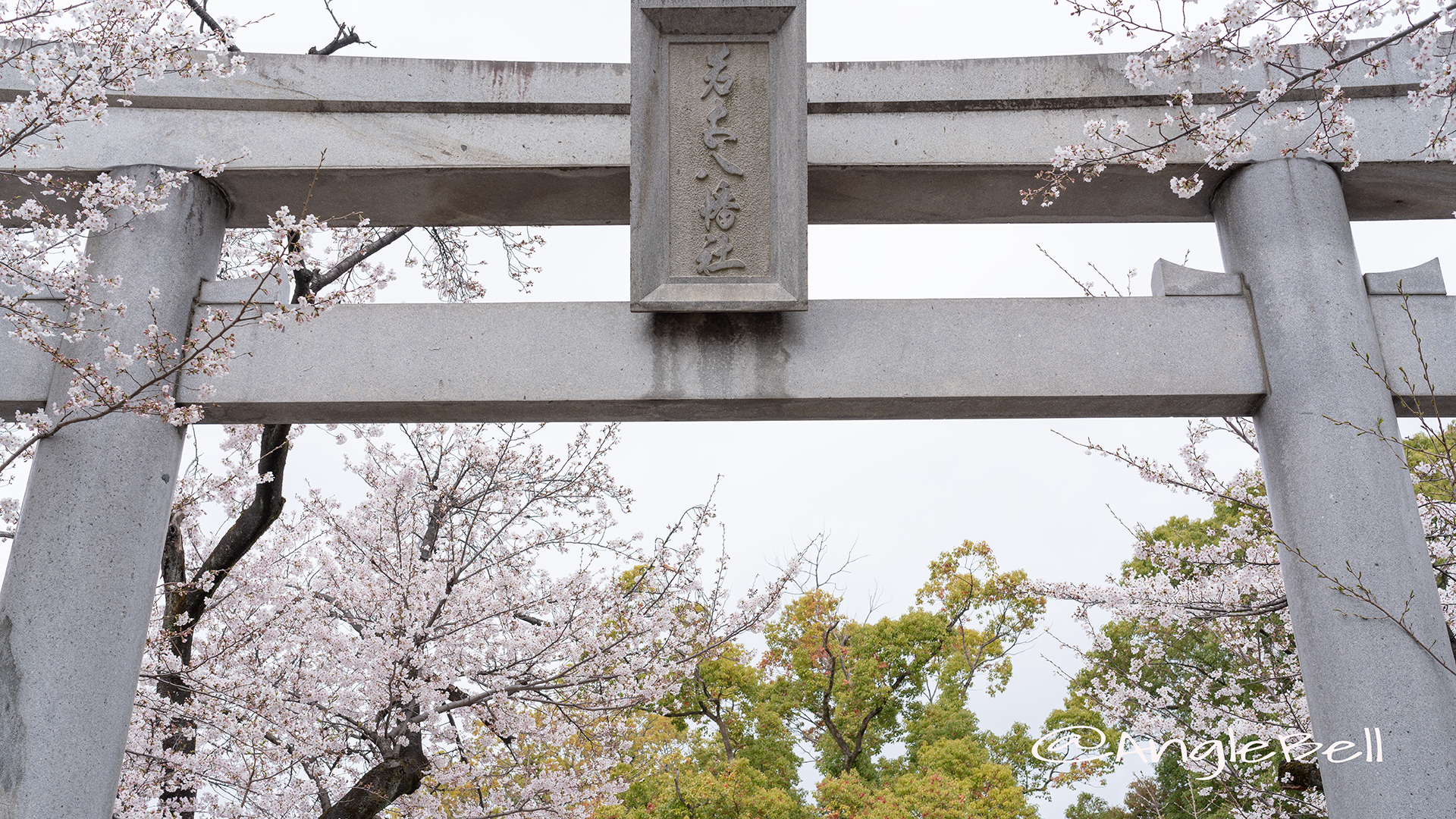 若宮八幡社 鳥居と桜 April 2019