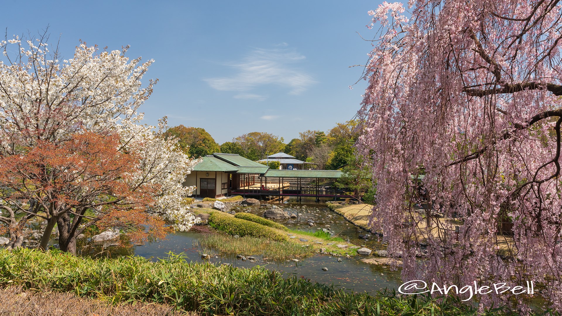 白鳥庭園 茶室 清羽亭 桜風景 2019