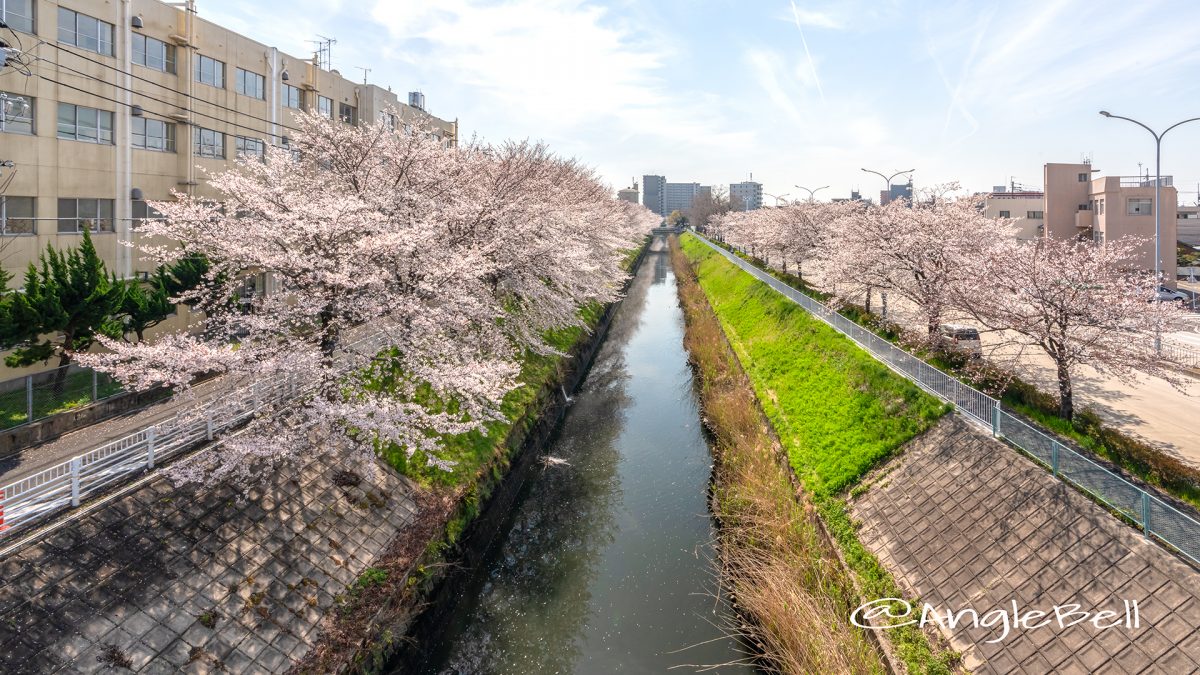 北区田幡歩道橋から見る堀川の桜 April,2019