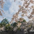 名城公園北園 藤の回廊広場 桜と名古屋城 2019