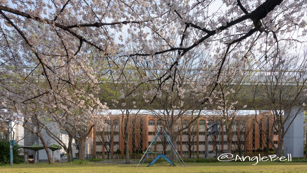 夕景 名城公園 ライオンヘルスパーク ベンチから見た桜と外堀通 2019